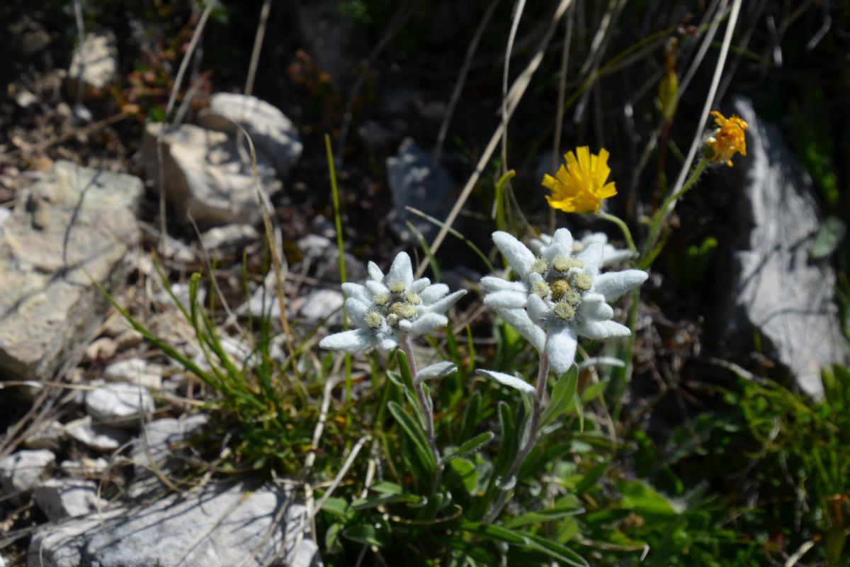 Rosengarten 11.07.2022